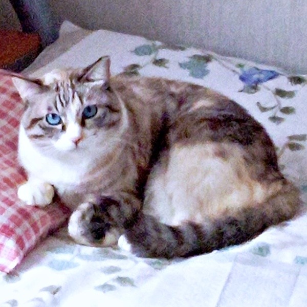 保護から4年、触れられないけれど家猫暮らしに慣れたテトちゃん（画像提供：テトにゃんさん）