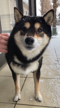 行く手をはばむ猫ちゃんたちにフリーズしていた黒の豆柴、ポン助くん（提供：ぽんぽんポン助さん）