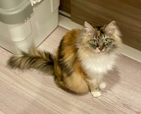 飼い主さんを見つめるつくしちゃん（画像提供：りりつくさん）