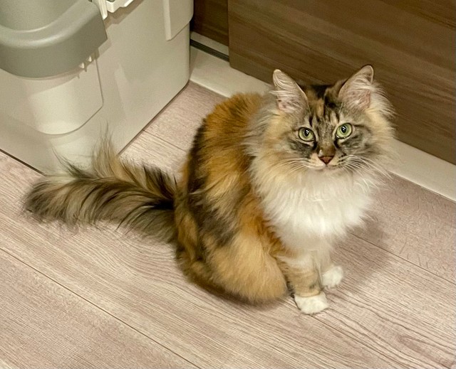 飼い主さんを見つめるつくしちゃん（画像提供：りりつくさん）