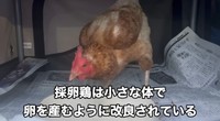 採卵鶏は小さい体で卵を産むように改良されていて、とにかくたくさん食べる／藤田さん（@-ChickensChannel）提供
