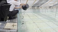 養殖場のプールにヒレナマズを入れる様子／提供：ジャパンマリンポニックス