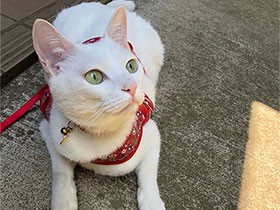 シュッとした顔でカミカミキックが得意な猫　雑種の「レオ」