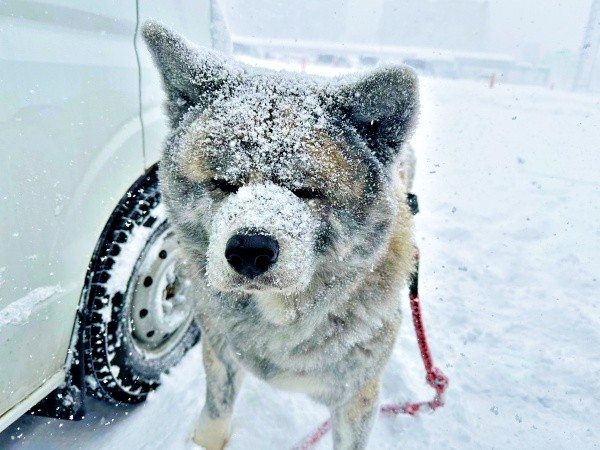 「帰りたくない」車の前で動かなくなった純ちゃん（画像提供：秋田犬 純：Akita Inu Junさん）