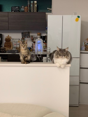 性格が正反対のいいコンビ（健太さん提供）