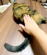 お尻トントンしてもらうサラミちゃん（画像提供：サビ猫サラミ&シャム猫ナッツさん）