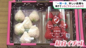 宮城県産イチゴをＰＲ　おめでたいセットも　宮城県庁