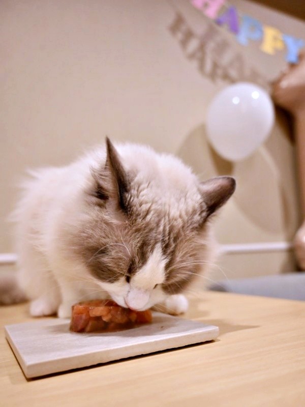 誕生日におさしみをもらったシャルくん（画像提供：しゃるどねこさん）