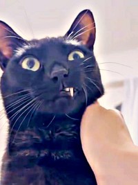 うにちゃんの口角が上がって、にょきっと犬歯が出てきました（画像提供：うおおおさん）