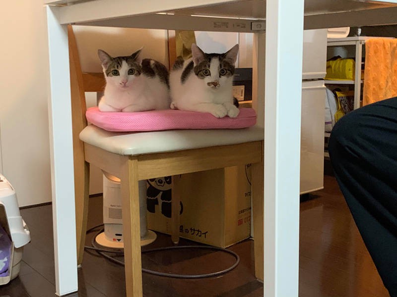 そして、小島家へ。少し慣れて来た頃