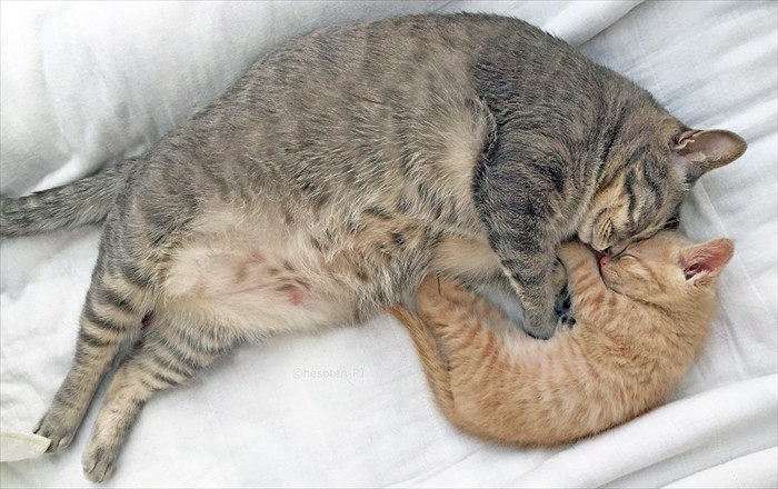 親子の愛情へそ天（へそ天プロジェクト提供）