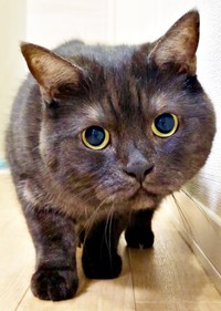 兄猫・あおみねくんもカメラに急接近！（画像提供：aomineco（黒猫あおみね&さつき）さん）