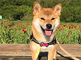 子どもが叱られているとママを怒りに来る　柴犬の「きなこ」