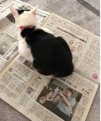 新聞を読んでいたら…かまってほしくて甘えるニャ