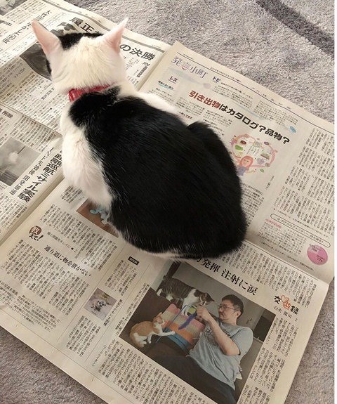 新聞を読んでいたら…かまってほしくて甘えるニャ