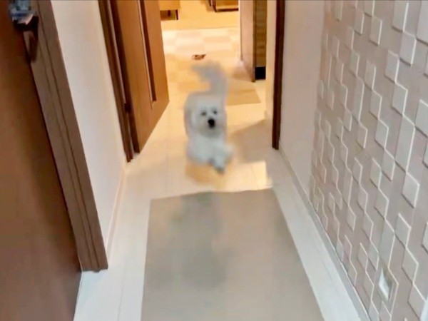 飼い主さんが帰宅するとーー駆け寄るきなりくん（画像提供：きなりさん）