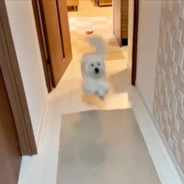 飼い主さんが帰宅するとーー駆け寄るきなりくん（画像提供：きなりさん）