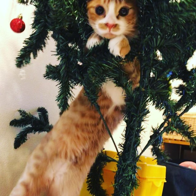 クリスマスツリー、格好の遊び道具に