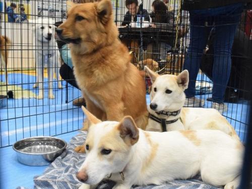 保護犬・保護猫が約３４０匹　セカオワも参加して大譲渡会