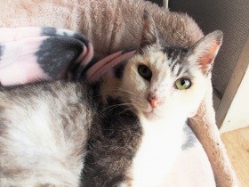 病んだ老猫との日々は親密で幸福な時間だった 　「生まれ変わって、またおいで」