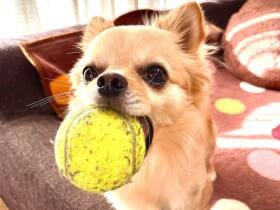 テニスボール投げて！　おもちゃ遊びが大好きなロングコートチワワ「チョコ丸」