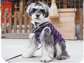 毎朝の散歩で神社にお参り　ミニチュアシュナウザーの「はる」