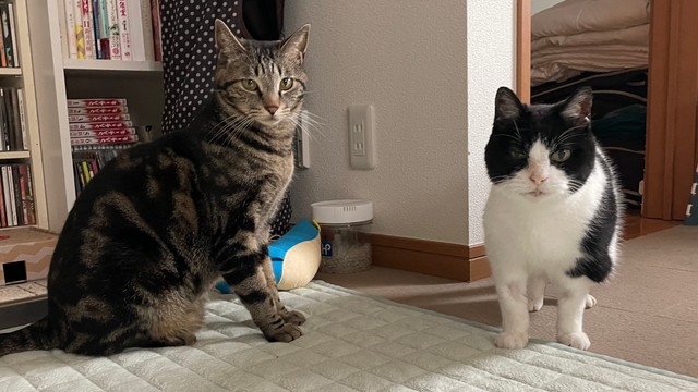 先住猫のタビントン君（2歳半・オス）と。キョンちゃんと仲は良くはないが共生できている。＝あんずさん（@apricotchan_）提供