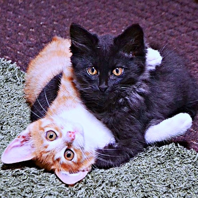 子猫時代の（左から）チャボくん、スミちゃん。血の繋がった兄妹です（画像提供：サユヤスさん）