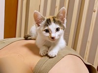 パパの肩に登ってうとうとする果生ちゃん（画像提供：YouTubeチャンネル「三毛猫かなり」さ