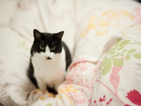 家での最初の夜　元野良猫「ぽんた」は取りつかれたように鳴いた（９）