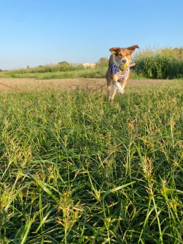 走る、走る（甲田さん提供）