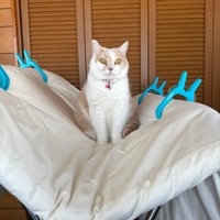 洗濯物を干していたら…絶妙なバランス感覚でのっかったモカちゃん（画像提供：モカ猫さん）