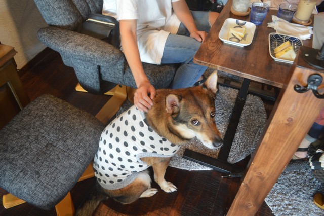 「これ、食べちゃダメだよね？」立場をわきまえています