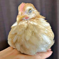 お迎えから1週間、手のひらの上で眠そうなゴマちゃん（画像提供：ぴいちょさん）