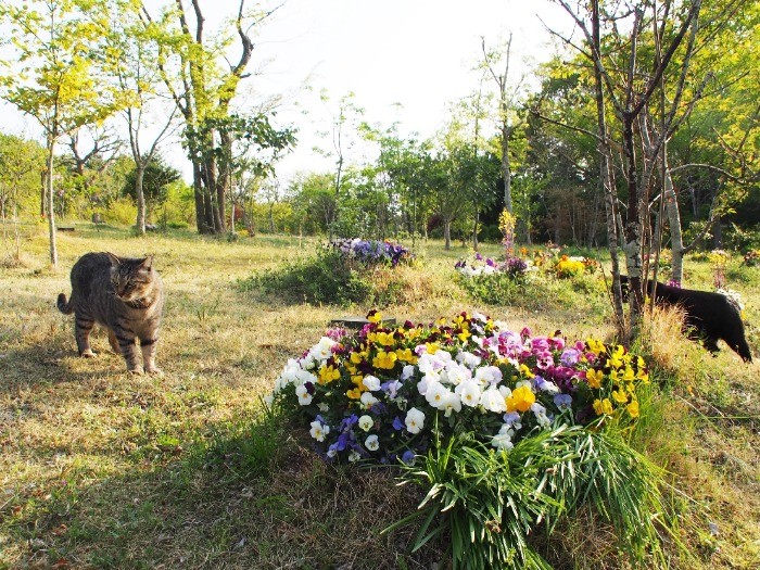 寺猫たちが散策する「森の苑（にわ）」