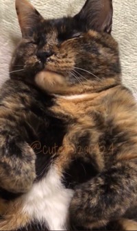 ぎゅぅーーーﾁｬﾑﾁｬﾑ（提供：きゅーちゃん成長日記さん）