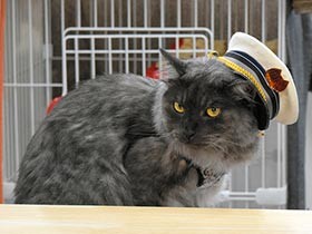 動物駅長　集客にひと役買う一方、高齢化や「別れ」の課題も