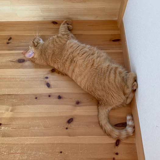 無垢の床で気持ちよさそうに昼寝する「こむぎ」