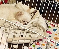 「鳥の籠」の中にいるかのような生活を過ごすロンちゃん