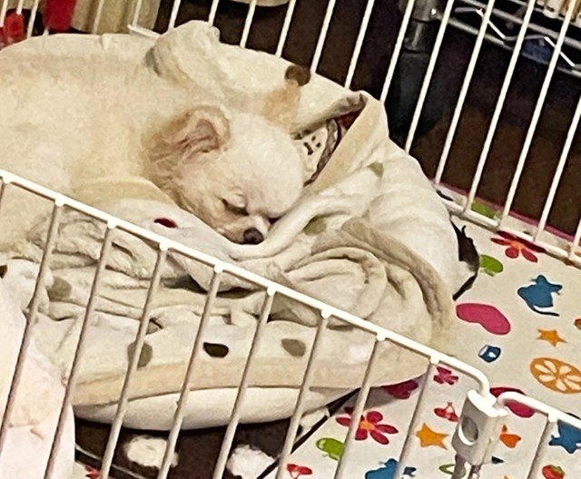 「鳥の籠」の中にいるかのような生活を過ごすロンちゃん