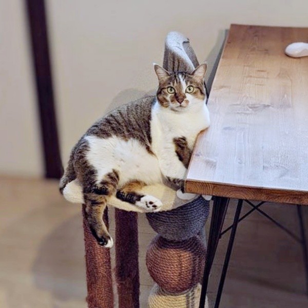 タワーの上でまったりくつろぐつくねちゃん（画像提供：猫目さん）