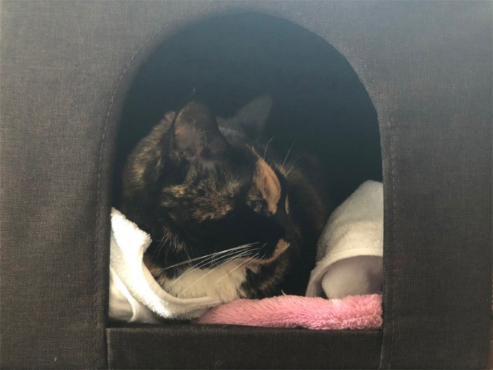 診察を終えた猫の「すもも」