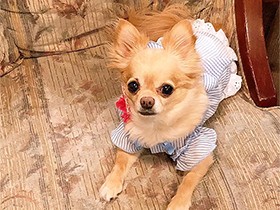 チワワ「maple」 ブルーのワンピで、夏のさわやかコーデ