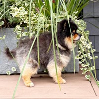 「うまく隠れた！」。みつからないと信じて疑わない様子のたろ吉ちゃん（画像提供：たろ吉（メスのポメ）の飼い主さん）