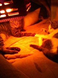 コタツの中でもピートくんと一緒＝gatita_himawariさん提供