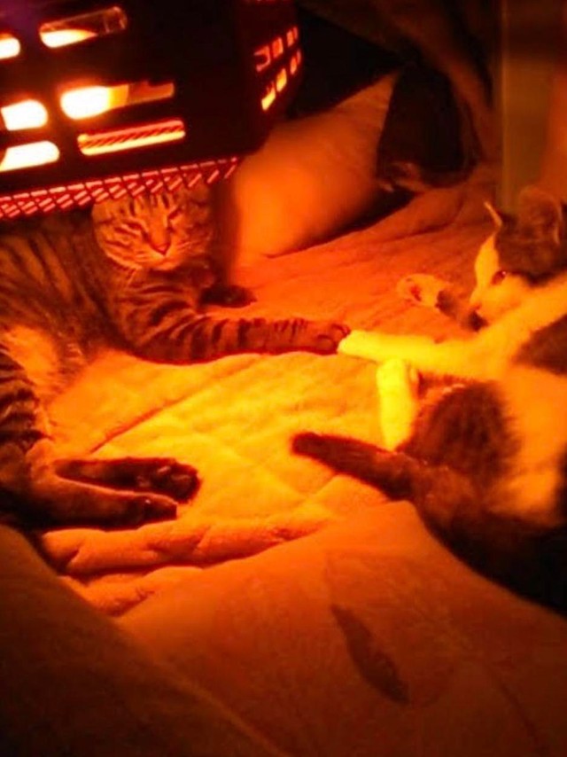 コタツの中でもピートくんと一緒＝gatita_himawariさん提供