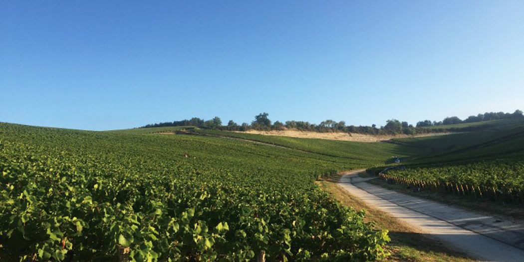 ポール・ダンジャン-ブドウ畑