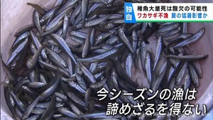猛暑が影響か　冬が旬のワカサギが不漁　宮城・登米市の長沼
