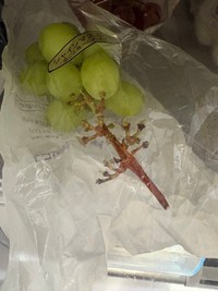 仕事から帰宅すると既に三分の二が枝だけに…（YoTaさんThreadsより）