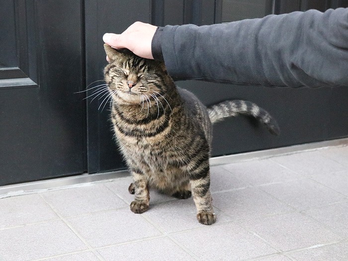 西村さんがTNRし、外で暮らす「ミー」ちゃん。西村さんに懐いている